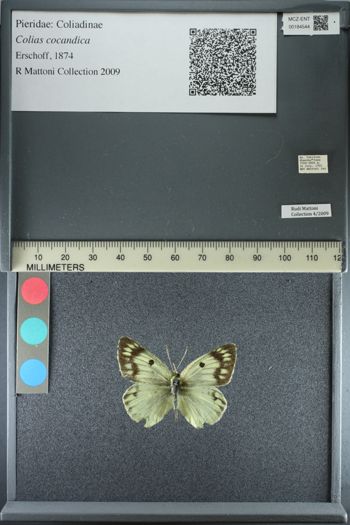 Media type: image;   Entomology 184544